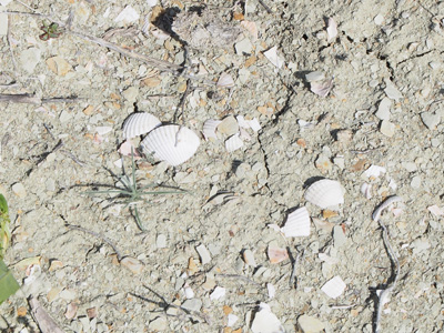 Sea shells on the dry sea bed, Aral Sea, Kazakhstan 2015